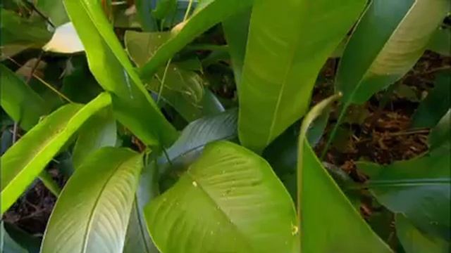 The Garden Gurus - Heliconia and Tropical Ginger смотреть онлайн
