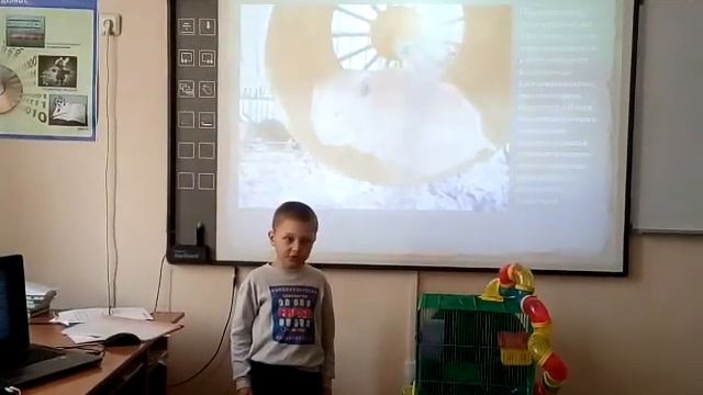 Проект "Мой домашний питомец" смотреть онлайн