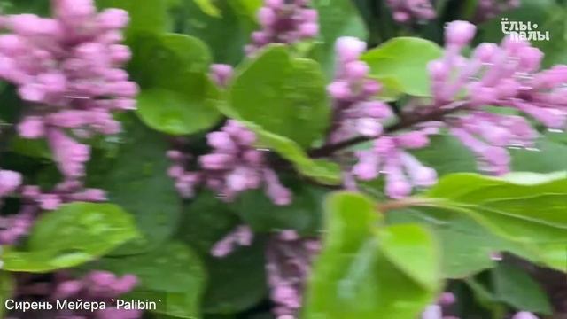Сирень Мейера `Palibin` смотреть онлайн