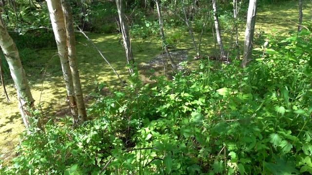 Поход "В гости к Вожатому 2019"