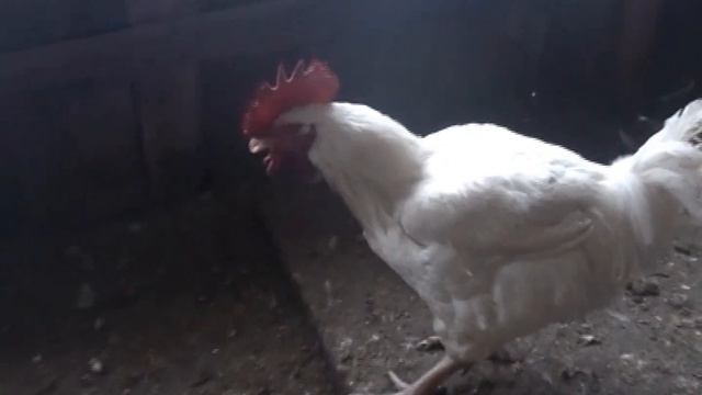 Про петуха смотреть онлайн