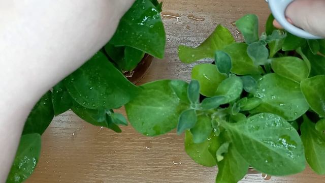 Как у петунии сделать пышную "шапочку" смотреть онлайн