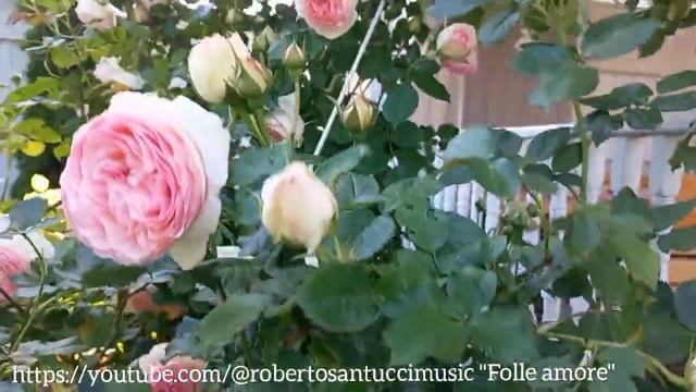 Как цветёт плетистая роза Пьер де Ронсар? Climbing rose Pierre de Ronsard bloom. (Eden rose ) смотреть онлайн