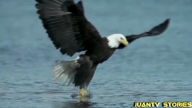Sinong Mananalo BALD EAGLE VS PHILIPPINE EAGLE |JuanTV Stories смотреть онлайн