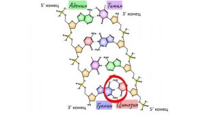 Строение ДНК, что такое штрих концы | биология