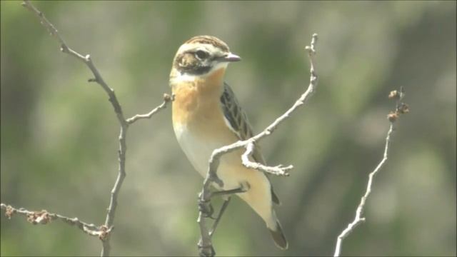 Горихвостка (Phoenicurus phoenicurus) и Луговой Чекан (Saxicola rubetra) смотреть онлайн