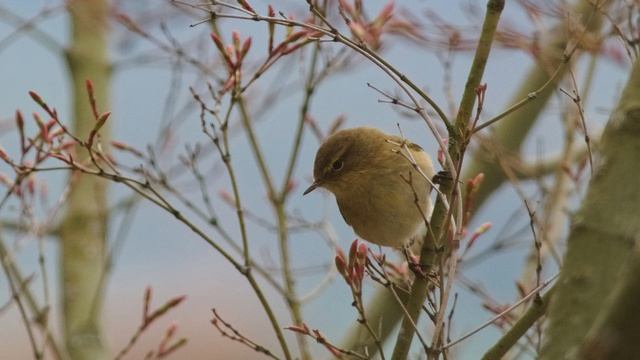 ЗВУКИ ЛЕСА ПЕНИЕ ПТИЦ смотреть онлайн