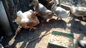 Как отличить утку от селезня