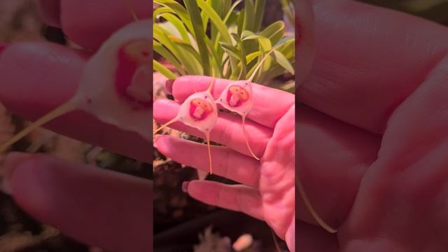 Орхидея Dracula Inaequalis смотреть онлайн