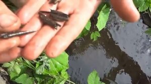 Личинка ручейника.