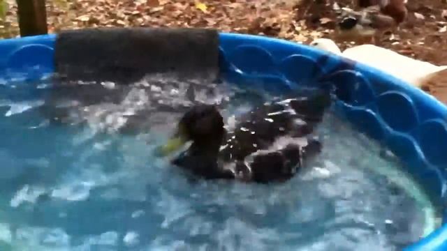 Our Pet Cayuga Drake (duck) splashes in the pool смотреть онлайн
