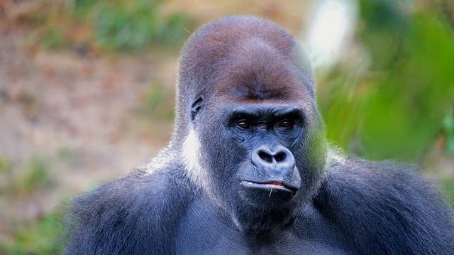Звук гориллы: какой звук издаёт горилла / Gorilla Sounds Gorilla Pictures The Sound A Gorilla Makes