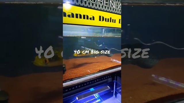 chana 40 cm#shorts смотреть онлайн