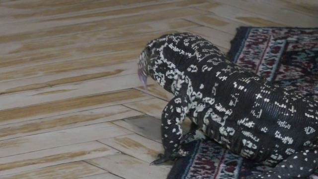 Копа поймал сбежавшую мышку смотреть онлайн