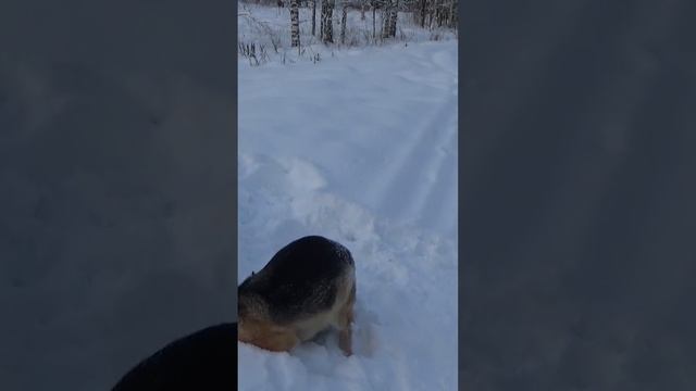 Дикие танцы .Немецкая овчарка и ее хвост