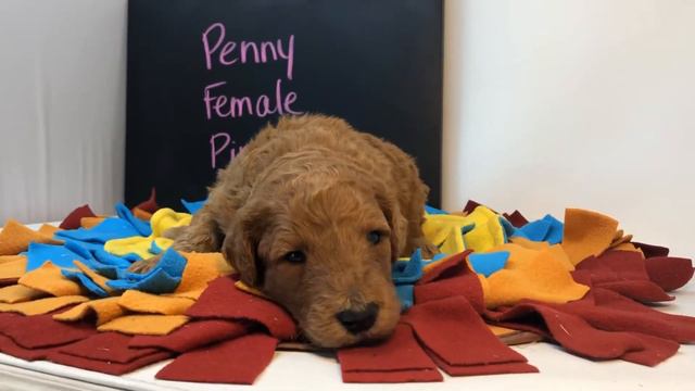 Penny Pink смотреть онлайн