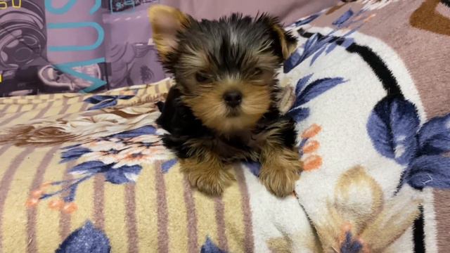 ЙОРКШИРСКИЙ ТЕРЬЕР - Все о породе / ПОЛЕЗНЫЕ СОВЕТЫ и РЕКОМЕНДАЦИИ ПРИ ПОКУПКЕ! смотреть онлайн