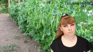 С чем рядом сажать БАКЛАЖАНЫ на грядке /огороде, теплице/?!