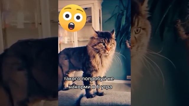 Только попробуй смотреть онлайн