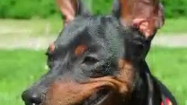 Miniature pinscher Карликовый (мини) пинчер. смотреть онлайн