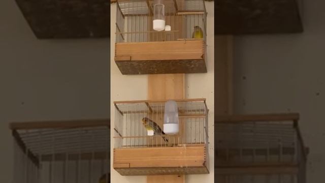 ГИБРИД ЩЕГЛА И КАНАРЕЙКИ ПЕНИЕ смотреть онлайн