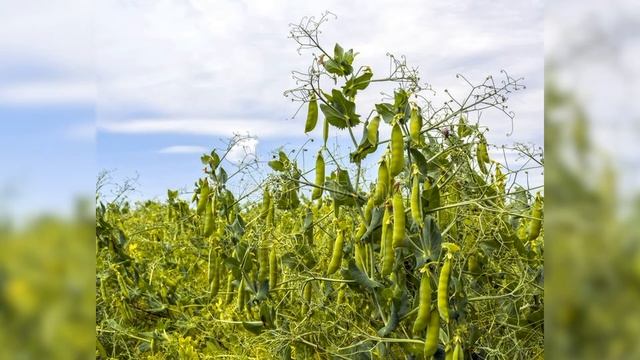 Изучаем овощи