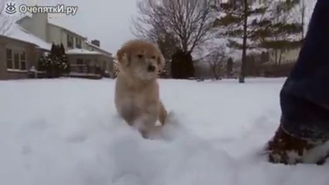 Щенок развликается на снегу смотреть онлайн