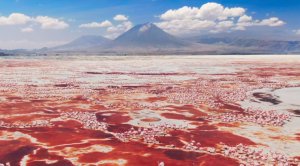 Озеро Натрон - один из самых едких водоёмов в мире. Розовый фламинго.