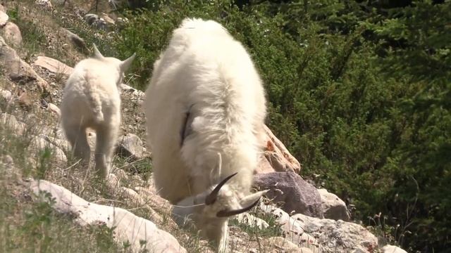 Этих Коз не догнать! Снежные козы: мастера прыжков и баланса! смотреть онлайн