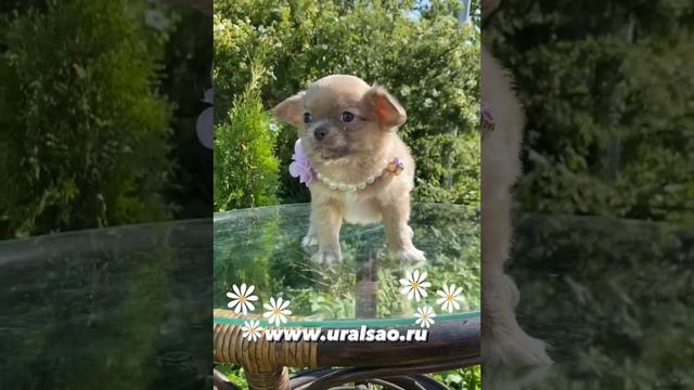 Д/ш мальчик чихуахуа 89644880088 💛😉 смотреть онлайн