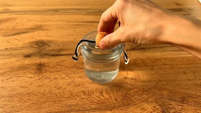 КАК ВЫРАСТИТЬ АВОКАДО ИЗ КОСТОЧКИ смотреть онлайн