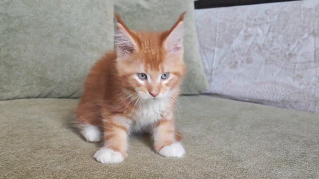 Котик мейн-кун красный, красивый и породистый 2 мес. смотреть онлайн
