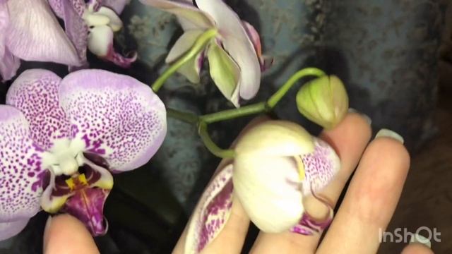 И снова новинка, орхидея dtps. leopard prince sogo diamond смотреть онлайн