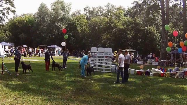Всероссийская выставка собак ранга ЧРКФ + регионалка и моно лабрадоров. смотреть онлайн
