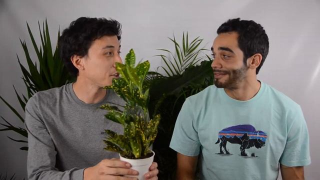 Croton Gold Dust House Plant -- Plant Side Chat : Episode #2 смотреть онлайн