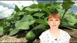 Рядом с чем МОЖНО и НУЖНО сажать КАРТОФЕЛЬ ???