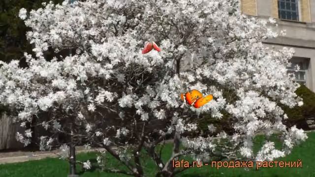 Магнолия звездчатая (magnolia Stellata) ? звездчатая магнолия обзор: как сажать, саженцы магнолии