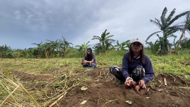 SWEET POTATO AND CORN HARVEST??? смотреть онлайн
