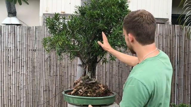 Repotting & Styling of a Willow Leaf Ficus Bonsai смотреть онлайн