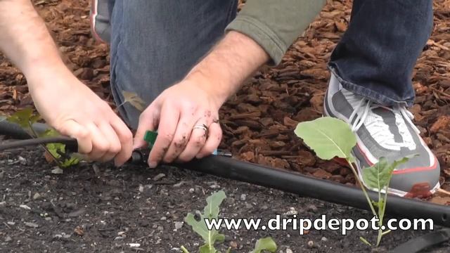How to Use Drip Tape to Drip Irrigate a Small Farm смотреть онлайн