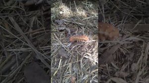 гусеница павлиноглазки грушевой#гусеница#чудовище