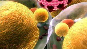 Куда девается жир, когда человек худеет?