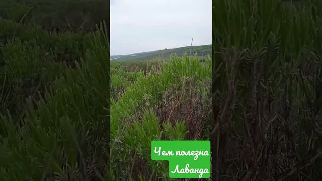 Чем полезна лаванда смотреть онлайн