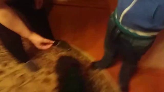 Найдена собака пудель смотреть онлайн