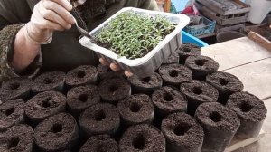 Пикировка АЛИССУМА