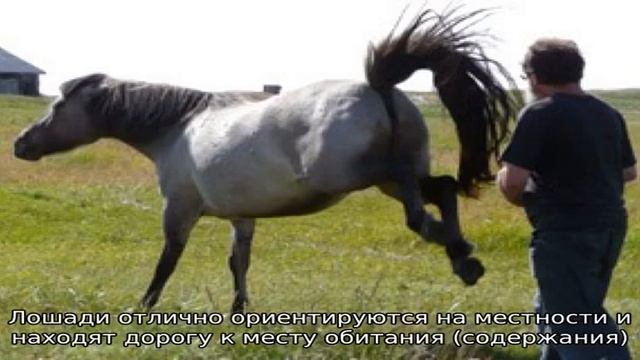 Формирование характера и поведения лошадей смотреть онлайн