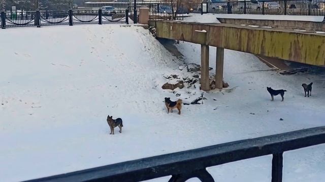 донат Ленса, Эльдорадо. спасибо большое за подарок, котик смотреть онлайн
