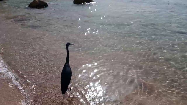Птичка на пляже отеля Continental Plaza Beach смотреть онлайн