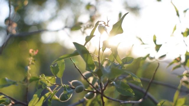 Музыка для лёгкого пробуждения / Заряд бодрости на весь день смотреть онлайн