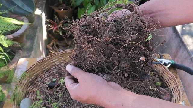 Banyan Bonsai repotting || Ficus Benghalensis pruning, repotting & aerial root training смотреть онлайн